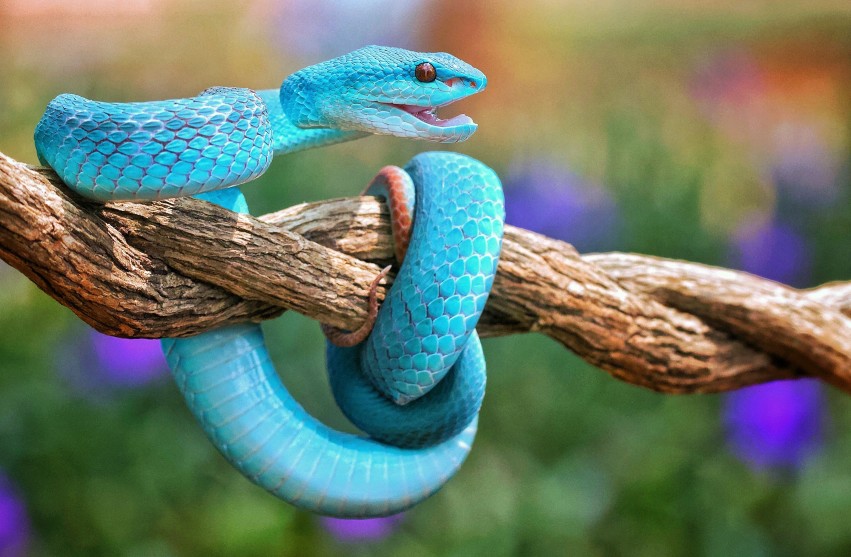 Tous les serpents sont-ils ovovivipares ?